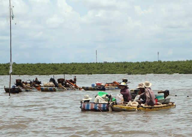 Khai thác nghêu, sò huyết giống tràn lan gây thiệt hại rừng phòng hộ 