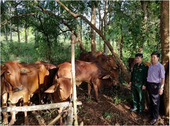 Khoa học công nghệ giúp ngành chăn nuôi phát triển