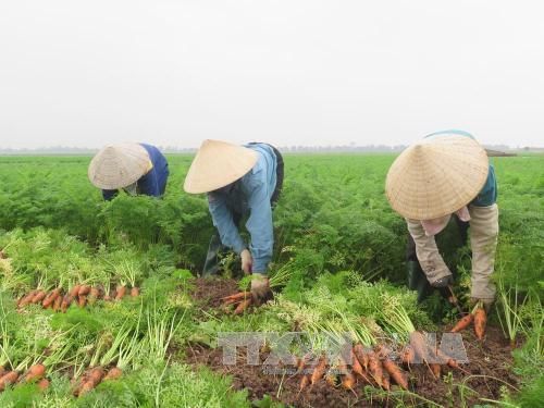 Gỡ khó cho nông sản vùng dịch