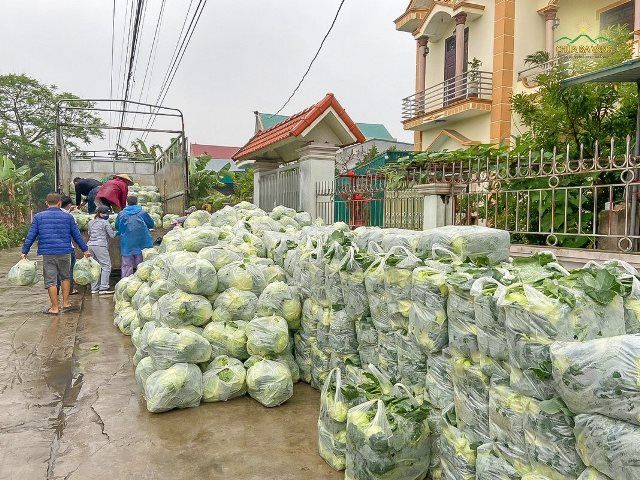 Phật tử chùa Ba Vàng giải cứu gần 300 tấn nông sản cho bà con Hải Dương