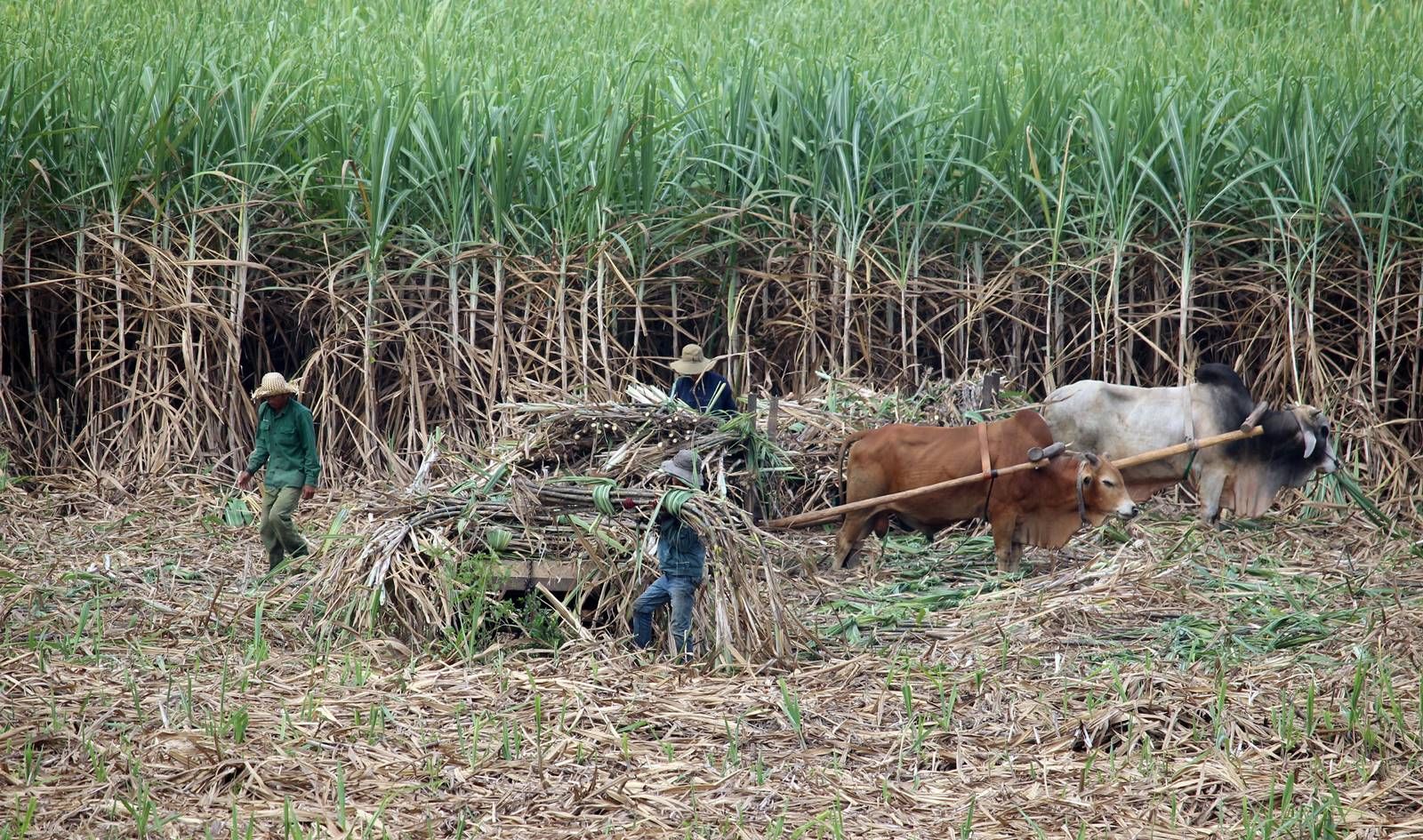 Xây dựng nội lực vững vàng cho ngành mía đường