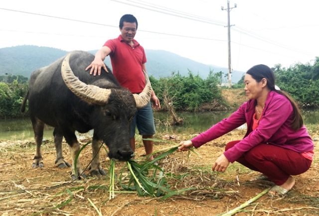 Phụ nữ huyện Bố Trạch (Quảng Bình) sử dụng vốn vay hiệu quả