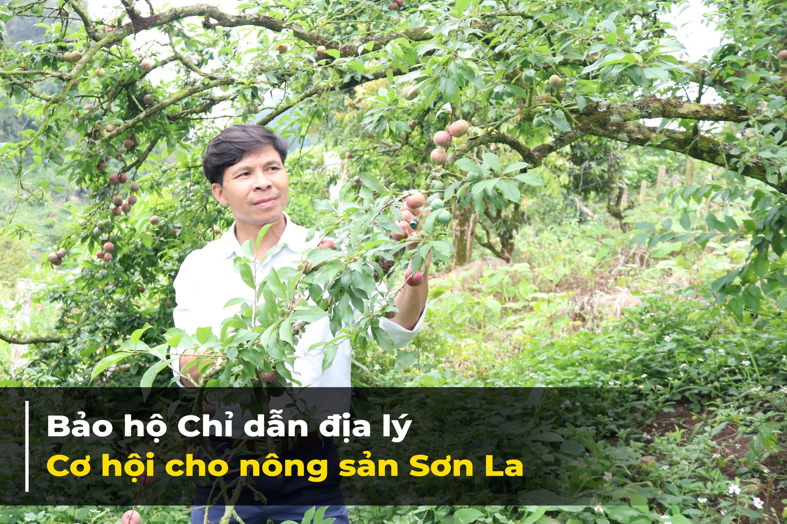 Bài 3: Bảo hộ Chỉ dẫn địa lý – cơ hội cho nông sản Sơn La 