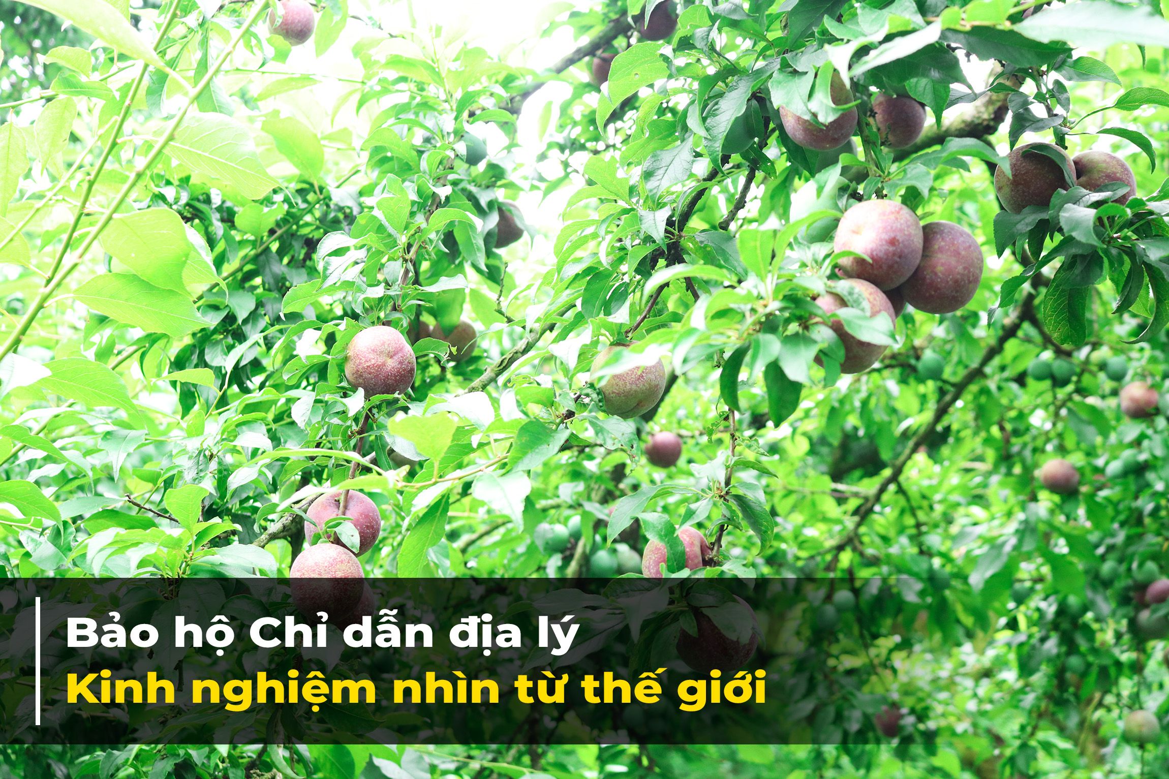 Bài 5: Bảo hộ Chỉ dẫn địa lý- Kinh nghiệm nhìn từ thế giới