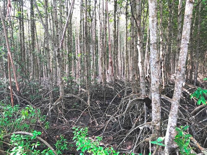 Chung tay hành động vì thiên nhiên và trái đất của chúng ta