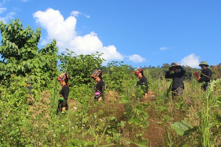 Nâng cao thu nhập vùng đồng bào dân tộc Cống