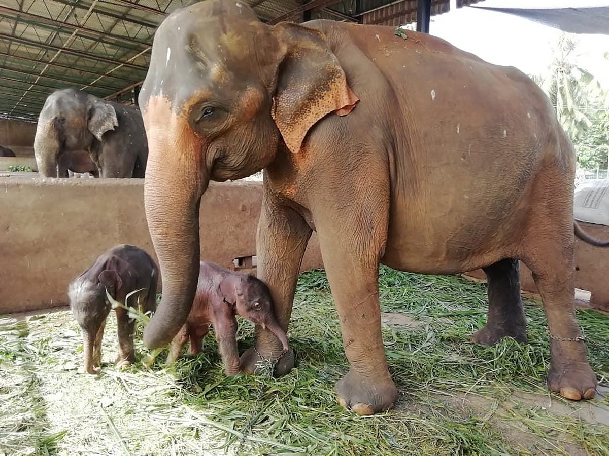 Voi sinh đôi hiếm gặp ở Sri Lanka