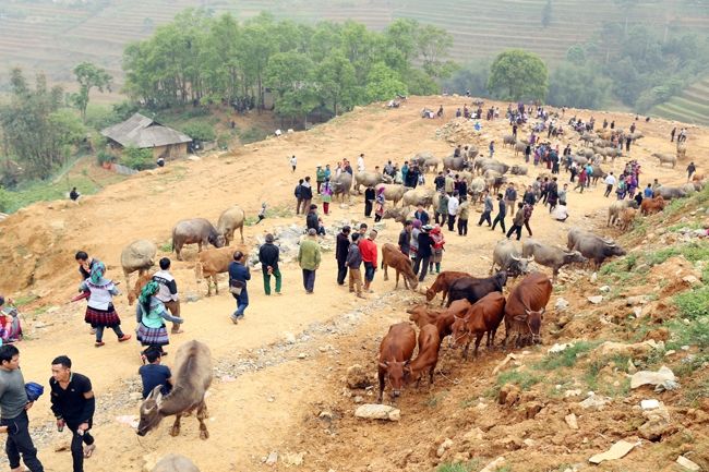 Chợ trâu Cán Cấu