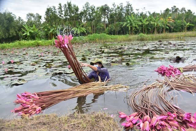 Nông dân Sóc Trăng là hậu phương cho tuyến đầu chống dịch