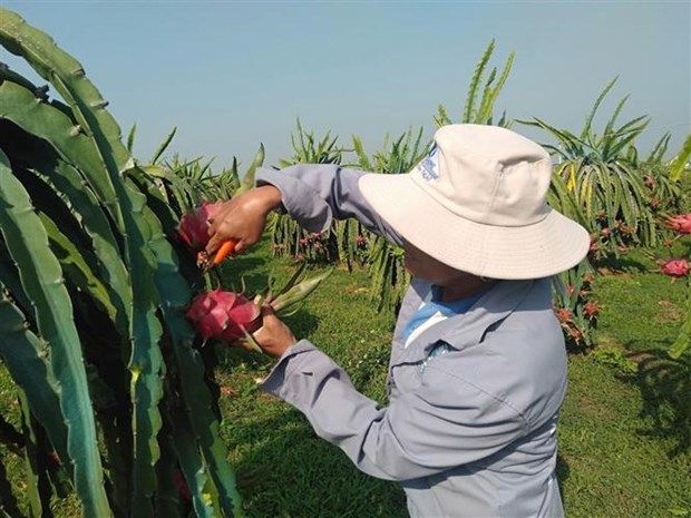 Thanh long Bình Thuận được cấp bằng chỉ dẫn địa lý tại Nhật