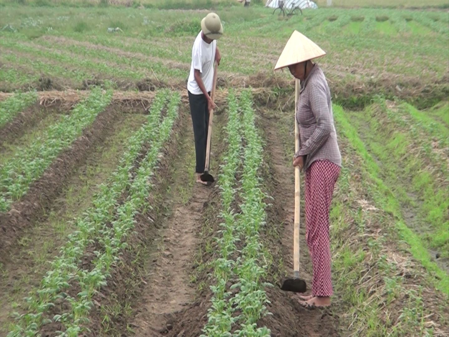 Vũ Thư: Sáng lúa, chiều cây vụ đông