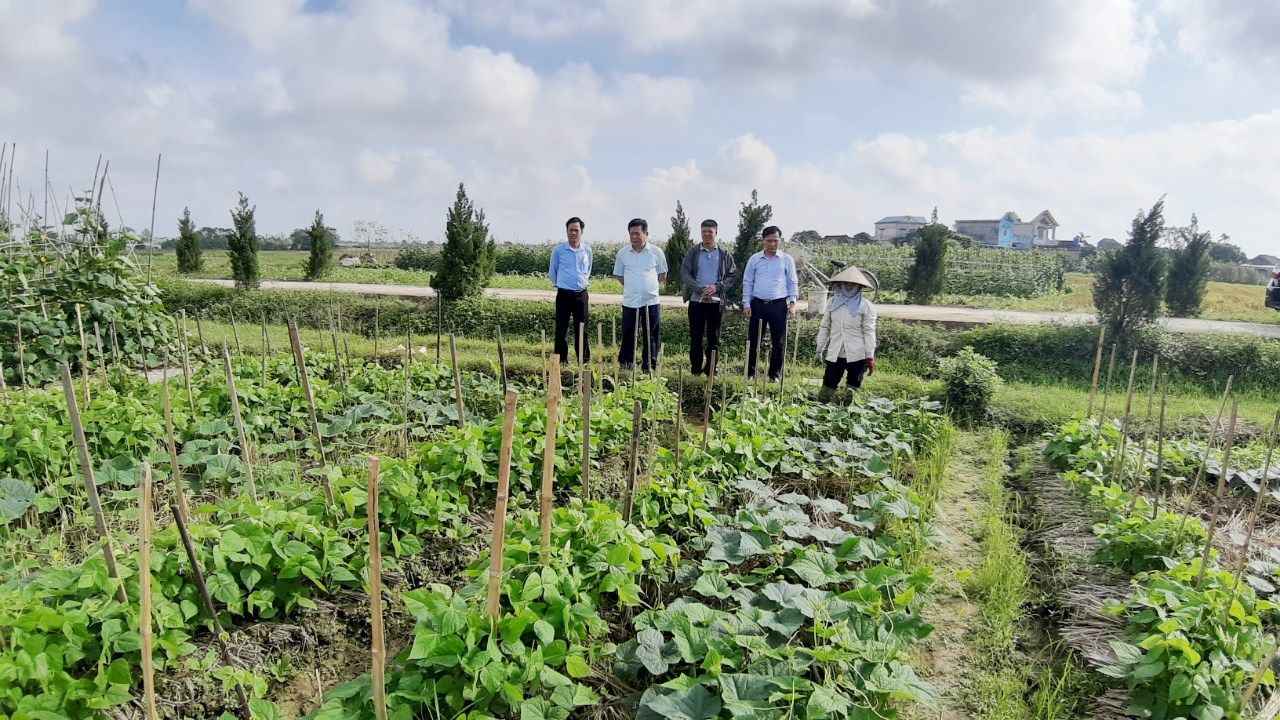 Lãnh đạo huyện Hưng Hà kiểm tra, chỉ đạo sản xuất cây màu vụ đông 2021