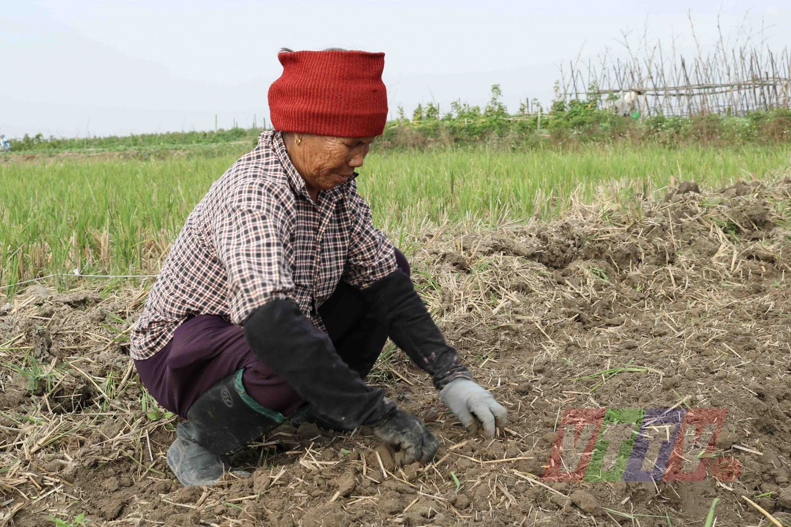 Phúc Thành tập trung gieo trồng cây màu vụ đông ưa lạnh