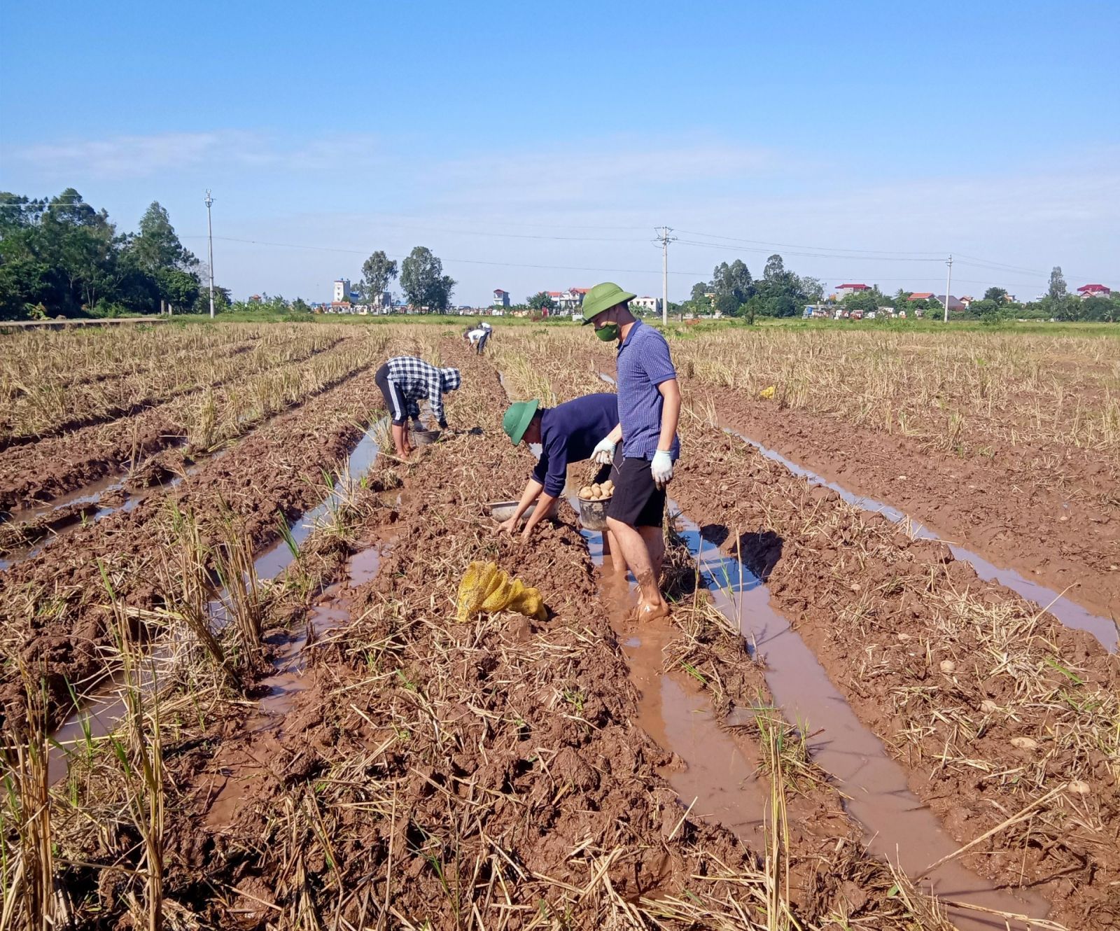 Thái Hưng quy hoạch vùng trồng 2 ha Khoai tây