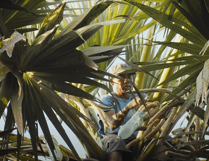 Ngọt lành hương vị thốt nốt An Giang