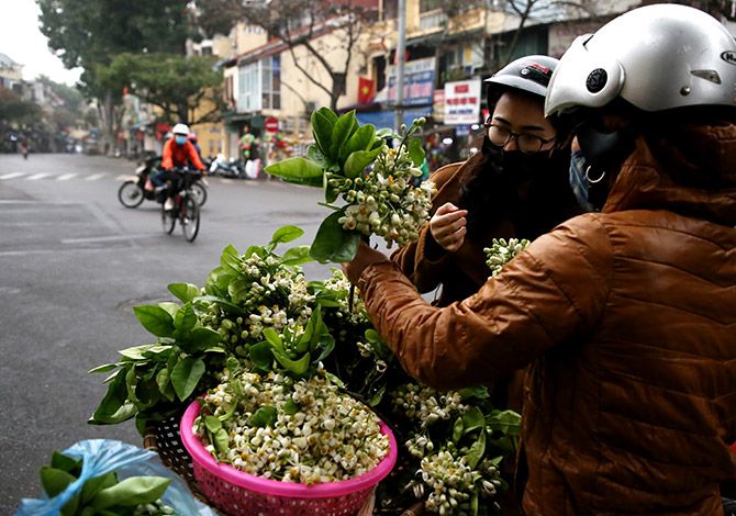 Hoa bưởi ngát hương phố Hà Nội