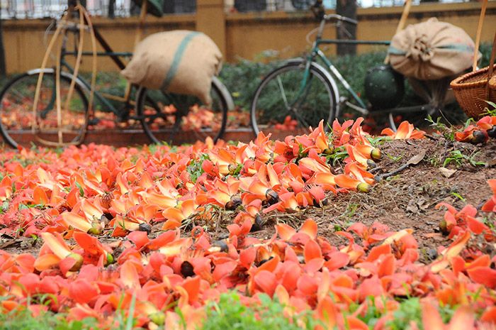 Bác Cổ mùa hoa gạo - Không gian “Làng trong Phố”​