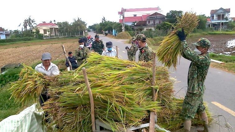 Cán bộ, chiến sỹ quân đội thu hoạch lúa giúp dân khắc phục thiên tai trái mùa