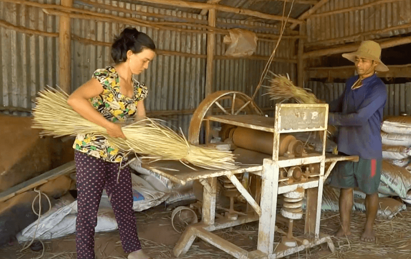 Đồng cỏ bàng gắn bó với đời sống đồng bào Khmer