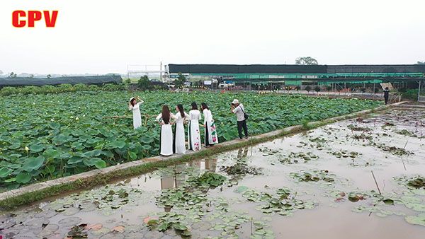 Phát huy hiệu quả mô hình chuyển đổi cơ cấu cây trồng trong xây dựng nông thôn mới