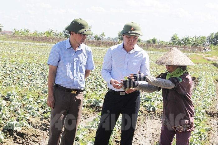 Hải Dương khẩn trương khôi phục sản xuất nông nghiệp sau mưa bão