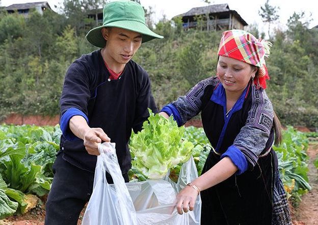 Cây cải mầm đá tạo sinh kế mới cho người dân Nậm Khắt