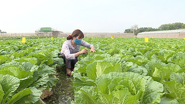 BẢN TIN THỜI SỰ NGÀY 6/11/2022