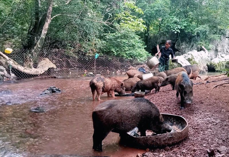 Phụ nữ vùng cao làm giàu trên vùng đất khó