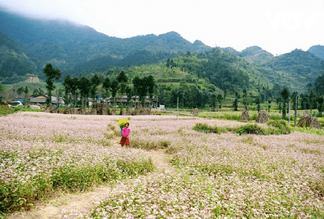 Hà Giang cảnh báo lừa đảo khi thuê phòng ở Đồng Văn