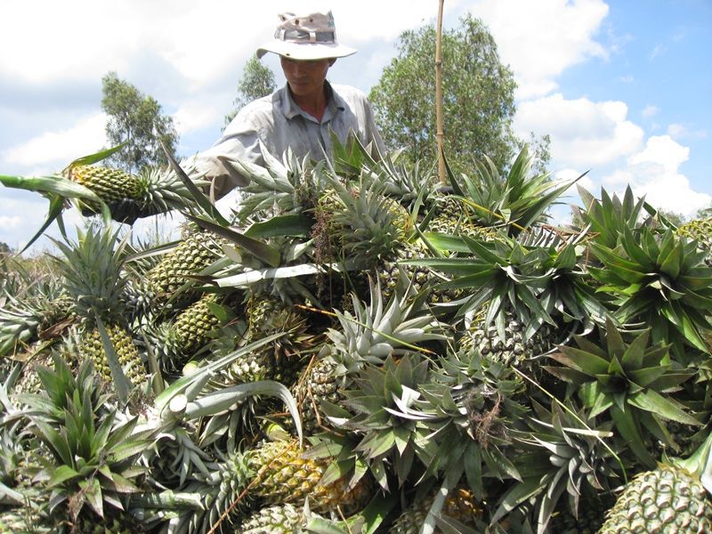 Tập trung chuyển đổi cây trồng trên đất lúa ở Đồng bằng sông Cửu Long