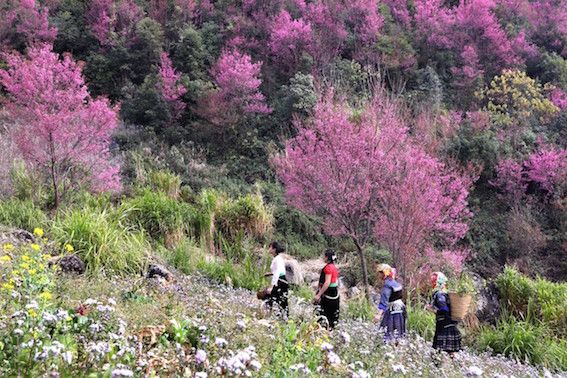 Lần đầu tiên huyện Mù Cang Chải tổ chức lễ hội hoa Tớ Dày