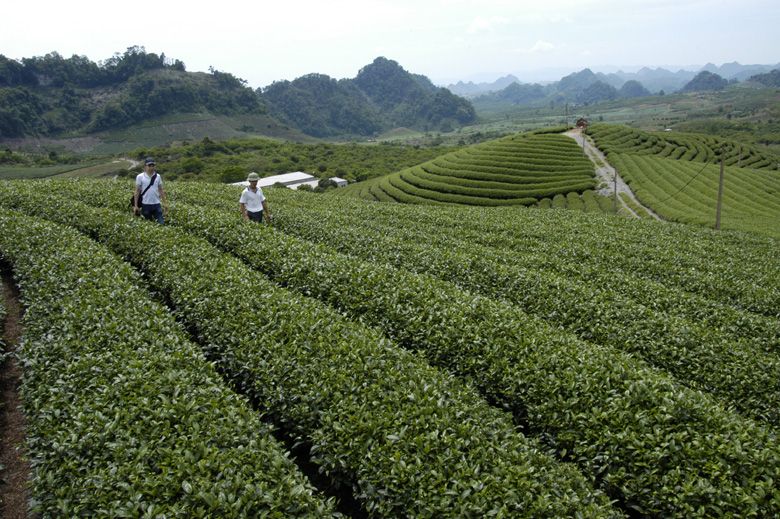 Sơn La: Giao đất trồng cây lâu năm, đất rừng sản xuất không quá 30 ha