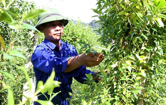 Đầu tư, hỗ trợ đồng bào dân tộc thiểu số và miền núi phát triển vùng trồng dược liệu quý