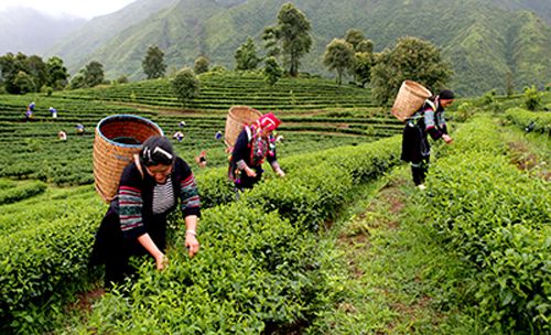 Quyết liệt, đồng bộ thực hiện chương trình mục tiêu quốc gia phát triển kinh tế - xã hội vùng đồng bào DTTS