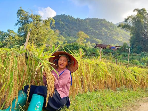 Đưa gạo Nếp Tài Ba Bể "bay xa"