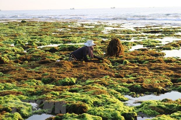 Tập trung triển khai các giải pháp để khai thác tiềm năng từ ngành hàng rong biển