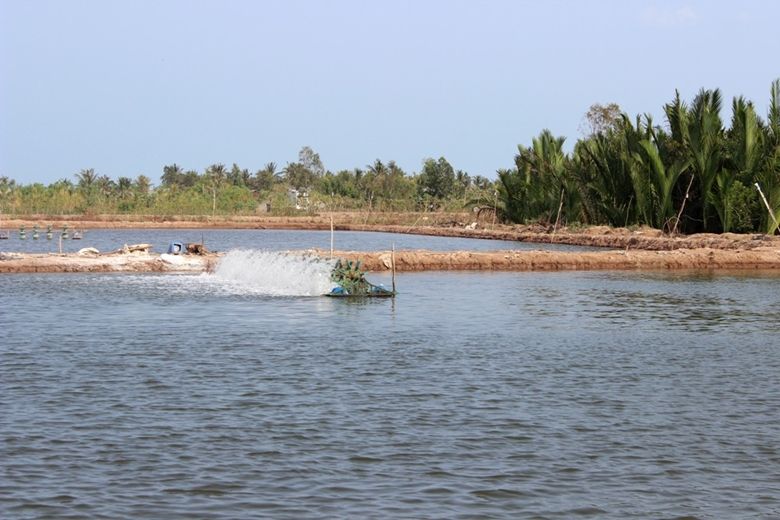 Giá cá tra, tôm nguyên liệu tại Đồng bằng sông Cửu Long giảm nhẹ