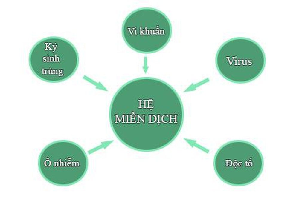 Tăng cường hệ miễn dịch là vũ khí bảo vệ con người trước dịch bệnh