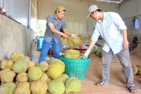 Tránh phát triển “nóng” một số cây ăn quả có giá trị cao 