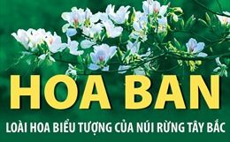 Hoa ban: Loài hoa biểu tượng của núi rừng Tây Bắc