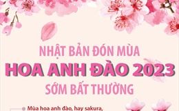 Nhật Bản đón mùa hoa anh đào 2023 sớm bất thường