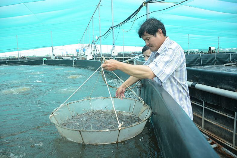 Kiên Giang: Tập trung phát triển các cơ sở sản xuất, ương dưỡng giống thuỷ sản có chất lượng cao