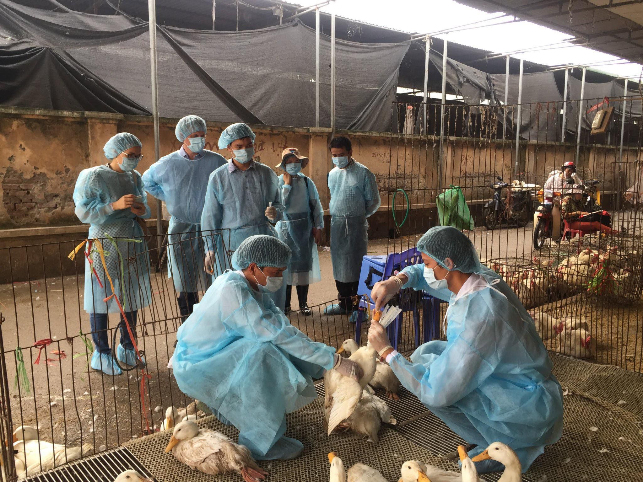 Phát sinh 7 ổ dịch cúm gia cầm A/H5N1