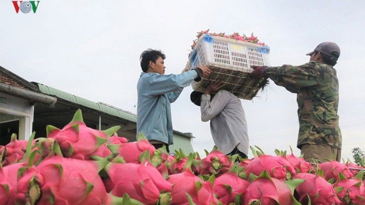 Chính sách Ngoại thương mới của Ấn Độ và cơ hội cho xuất khẩu của Việt Nam