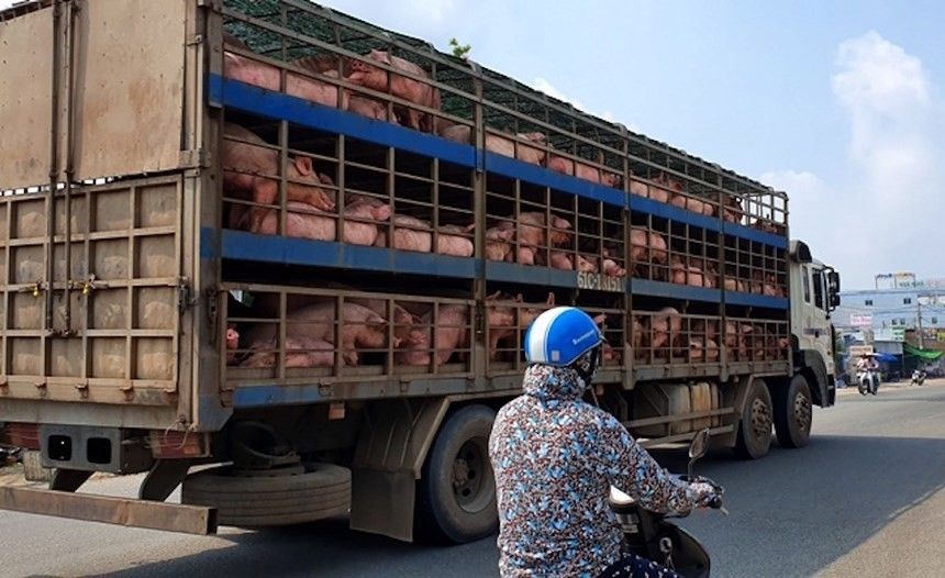 Xử lý nghiêm các trường hợp buôn bán, vận chuyển trái phép lợn qua biên giới vào Việt Nam