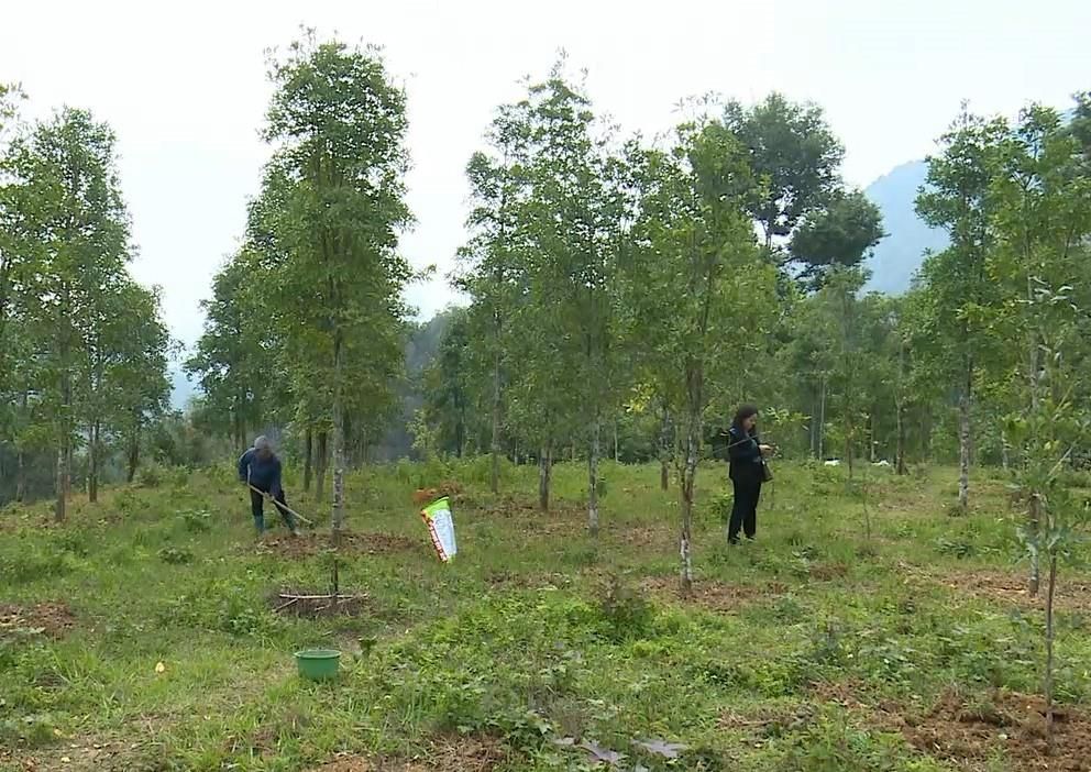 Tham gia bảo vệ rừng, trồng rừng được hỗ trợ như thế nào?