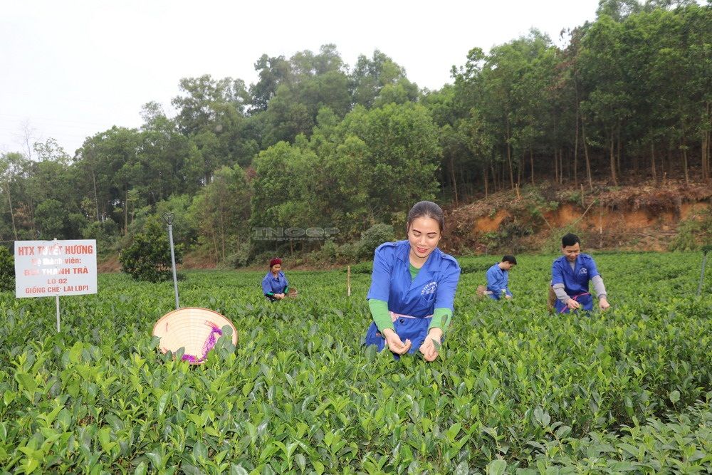 Tăng cường bảo hộ quyền sở hữu trí tuệ cho sản phẩm chè Thái Nguyên