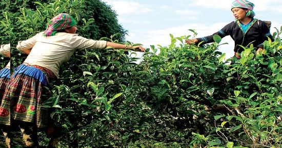 “Lễ hội Trà Shan tuyết - Tinh hoa giữa ngàn mây”