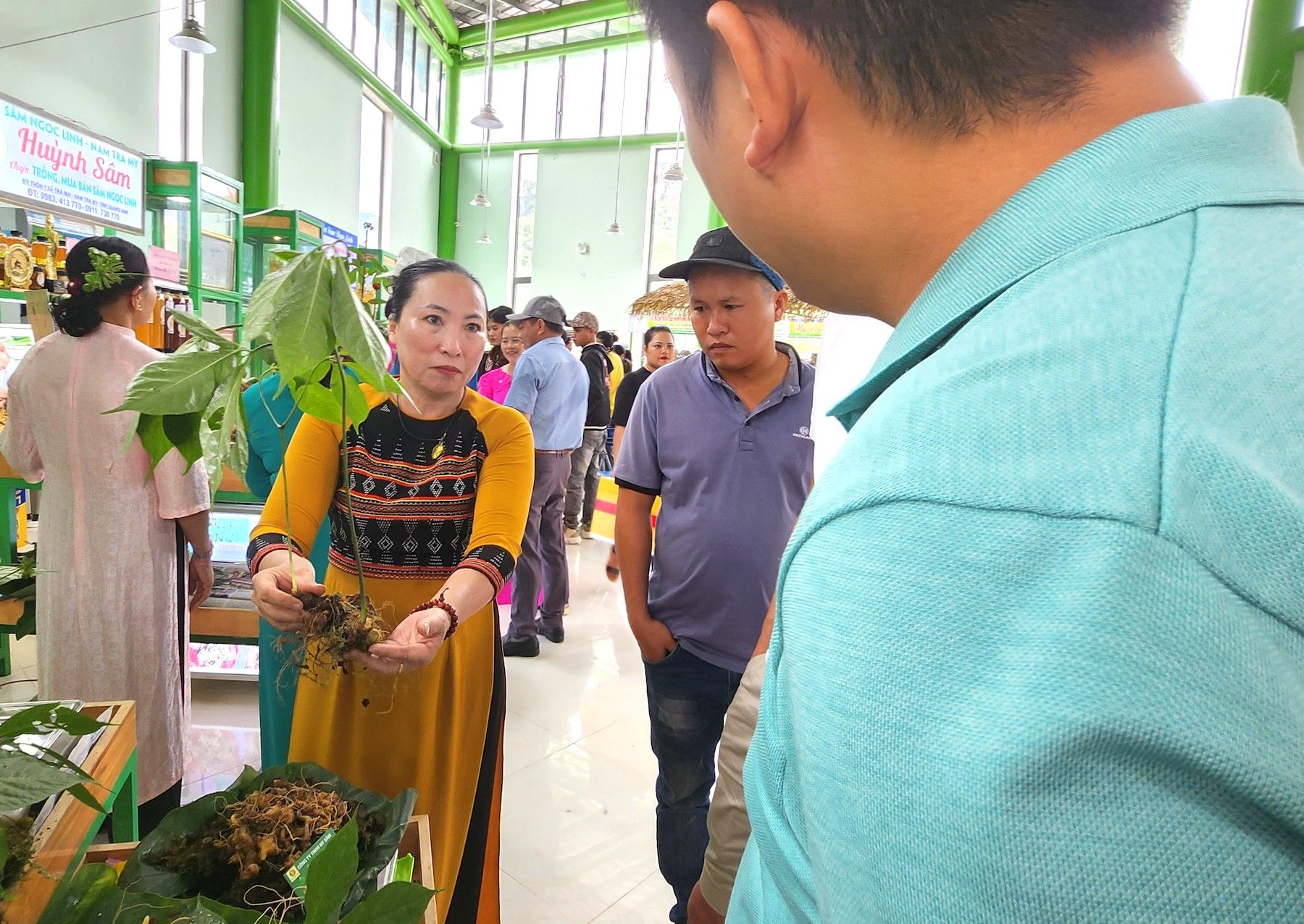 Tăng cường ngăn chặn mua bán sản phẩm sâm Ngọc Linh giả