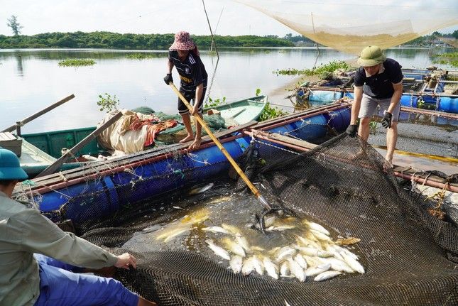 Hà Tĩnh: Người dân mất hàng tỷ đồng do cá lồng chết đồng loạt
